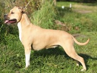 American Staffordshire Terrier thumbnail